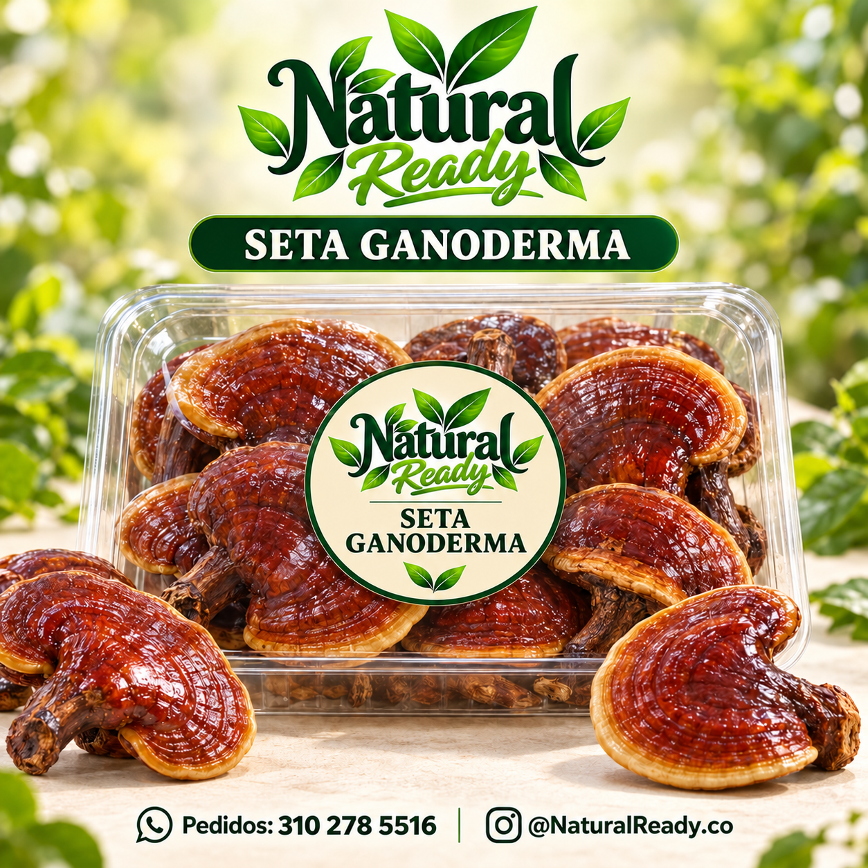 Seta ganoderma consulta presentación, presentación Natural Ready